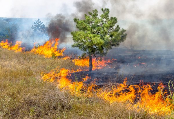 Governo de Minas lança Plano de Resposta para atendimento a incêndios florestais em 2021